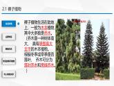 2.3.2 种子植物课件---2024-2025学年苏教版（2024版）七年级生物上册