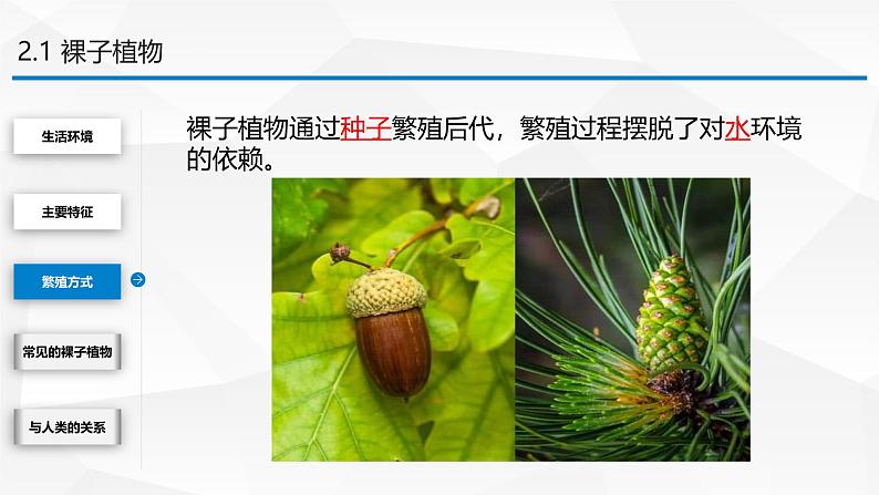 2.3.2 种子植物课件---2024-2025学年苏教版（2024版）七年级生物上册第7页