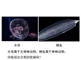 2.4.1  无脊椎动物  课件---2024-2025学年苏教版（2024版）七年级生物上册