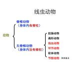 2.4.1  无脊椎动物  课件---2024-2025学年苏教版（2024版）七年级生物上册