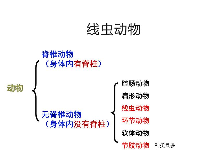 2.4.1  无脊椎动物  课件---2024-2025学年苏教版（2024版）七年级生物上册第4页