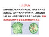 2.4.1  无脊椎动物  课件---2024-2025学年苏教版（2024版）七年级生物上册