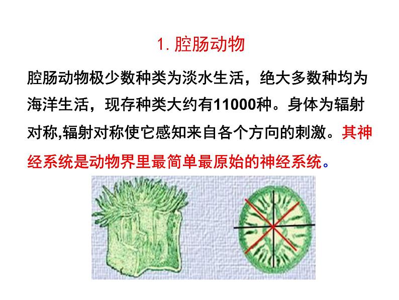 2.4.1  无脊椎动物  课件---2024-2025学年苏教版（2024版）七年级生物上册第5页