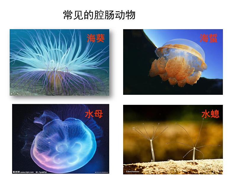 2.4.1  无脊椎动物  课件---2024-2025学年苏教版（2024版）七年级生物上册第6页