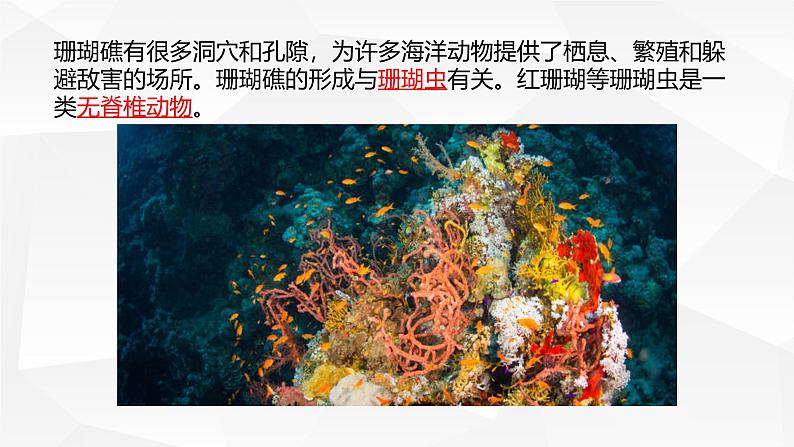 2.4.1 无脊椎动物 课件---2024-2025学年苏教版（2024版）七年级生物上册第2页