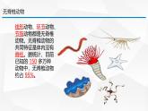 2.4.1 无脊椎动物 课件---2024-2025学年苏教版（2024版）七年级生物上册