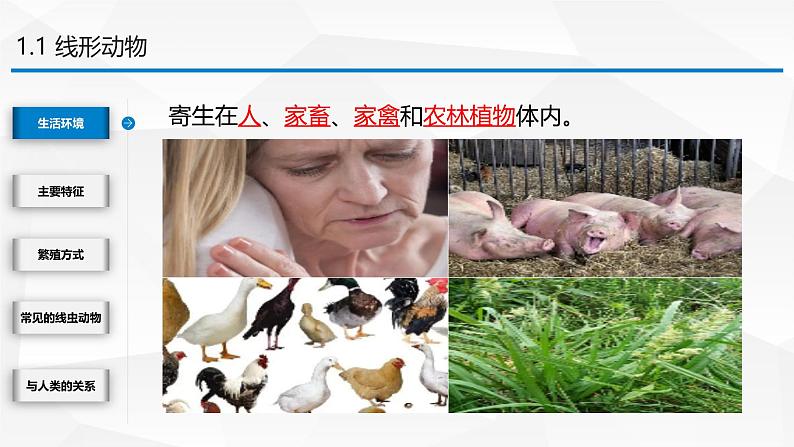 2.4.1 无脊椎动物 课件---2024-2025学年苏教版（2024版）七年级生物上册第6页