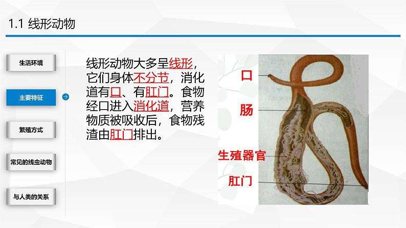 2.4.1 无脊椎动物 课件---2024-2025学年苏教版（2024版）七年级生物上册第7页