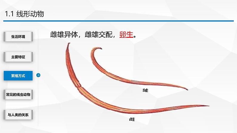 2.4.1 无脊椎动物 课件---2024-2025学年苏教版（2024版）七年级生物上册第8页