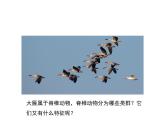 2.4.2  脊椎动物  课件---2024-2025学年苏教版（2024版）七年级生物上册