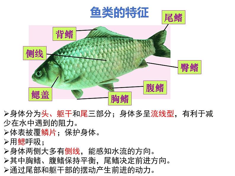 2.4.2  脊椎动物  课件---2024-2025学年苏教版（2024版）七年级生物上册第8页