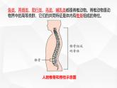 2.4.2 脊椎动物课件---2024-2025学年苏教版（2024版）七年级生物上册