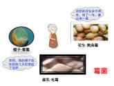 2.5.1  真菌、细菌和病毒（第一课时）课件---2024-2025学年苏教版（2024版）七年级生物上册