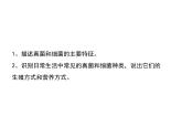 2.5.1  真菌、细菌和病毒（第一课时）课件---2024-2025学年苏教版（2024版）七年级生物上册