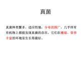 2.5.1  真菌、细菌和病毒（第一课时）课件---2024-2025学年苏教版（2024版）七年级生物上册
