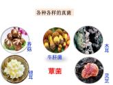 2.5.1  真菌、细菌和病毒（第一课时）课件---2024-2025学年苏教版（2024版）七年级生物上册