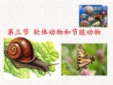 2024---2025学年度八年级生物上册5.1.3软体动物与节肢动物课件