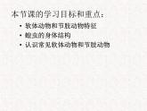 2024---2025学年度八年级生物上册5.1.3软体动物与节肢动物课件