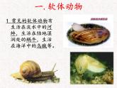 2024---2025学年度八年级生物上册5.1.3软体动物与节肢动物课件