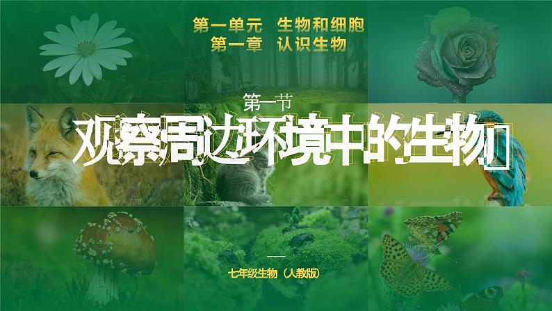 1.1.1观察周边环境中的生物课件--2024-2025学年人教版（2024）生物七年级上册第1页