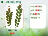1.1.1观察周边环境中的生物课件--2024-2025学年人教版（2024）生物七年级上册