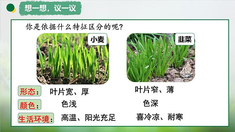 1.1.1观察周边环境中的生物课件--2024-2025学年人教版（2024）生物七年级上册第7页