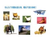 1.1.2 生物的特征   课件--2024-2025学年人教版（2024）生物七年级上册