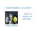 1.1.2 生物的特征   课件--2024-2025学年人教版（2024）生物七年级上册