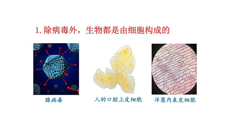 1.1.2 生物的特征   课件--2024-2025学年人教版（2024）生物七年级上册第6页