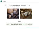 1.1.2 生物的特征课件--2024-2025学年人教版（2024）生物七年级上册