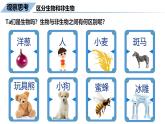 1.1.2生物的特征课件--2024-2025学年人教版（2024）生物七年级上册