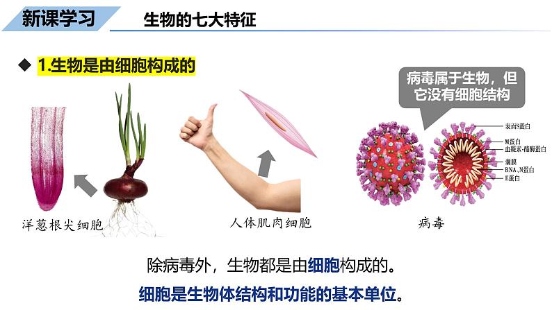 1.1.2生物的特征课件--2024-2025学年人教版（2024）生物七年级上册04