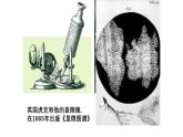 1.2.1 学习使用显微镜 课件--2024-2025学年人教版（2024）生物七年级上册