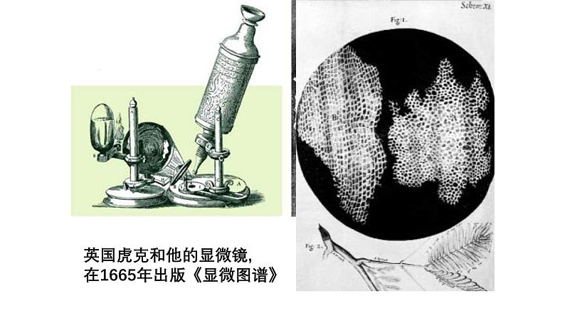 1.2.1 学习使用显微镜 课件--2024-2025学年人教版（2024）生物七年级上册第3页