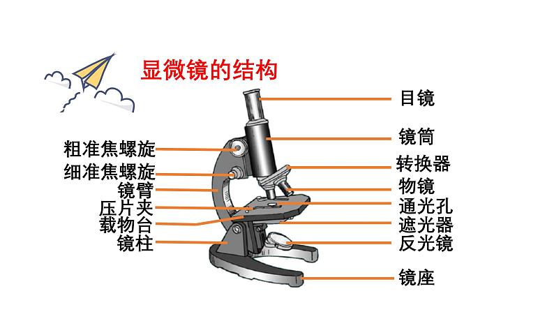 1.2.1 学习使用显微镜 课件--2024-2025学年人教版（2024）生物七年级上册第4页