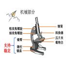 1.2.1 学习使用显微镜 课件--2024-2025学年人教版（2024）生物七年级上册