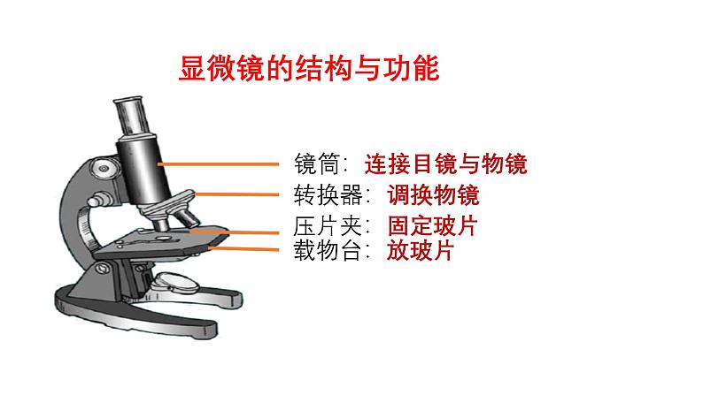 1.2.1 学习使用显微镜 课件--2024-2025学年人教版（2024）生物七年级上册第7页
