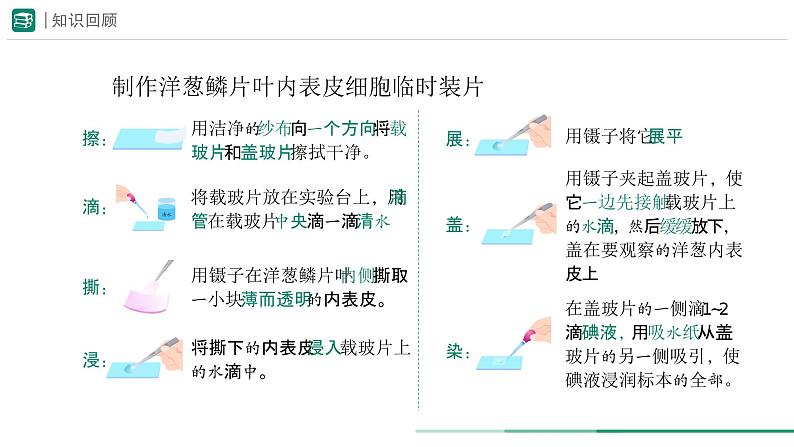 1.2.2 植物细胞 第二课时课件--2024-2025学年人教版（2024）生物七年级上册第3页