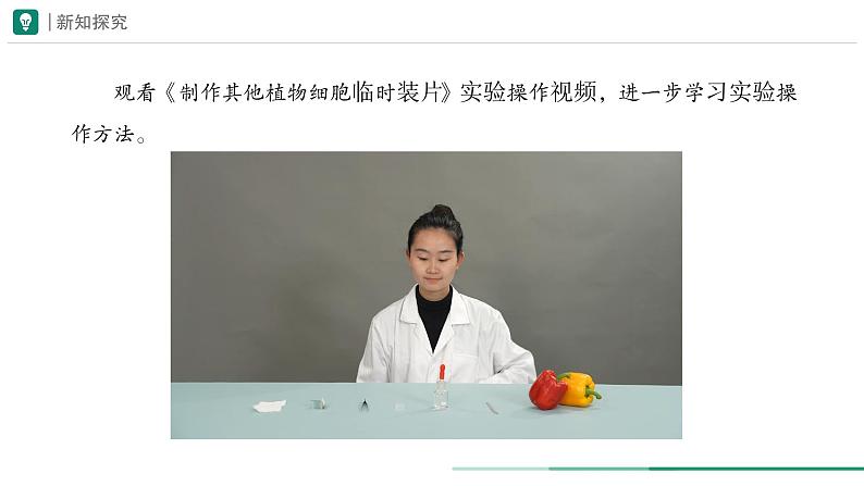 1.2.2 植物细胞 第二课时课件--2024-2025学年人教版（2024）生物七年级上册第7页