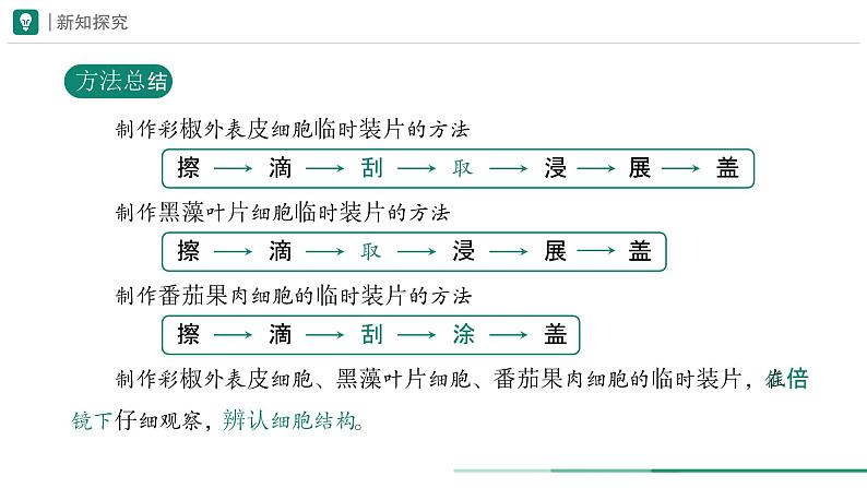 1.2.2 植物细胞 第二课时课件--2024-2025学年人教版（2024）生物七年级上册第8页