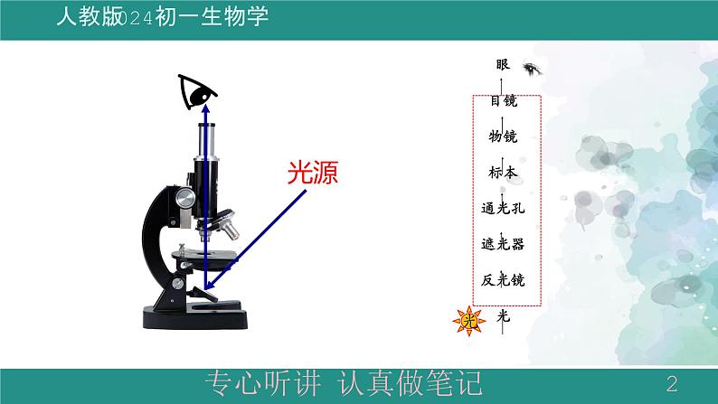 1.2.2植物细胞课件--2024-2025学年人教版（2024）生物七年级上册第2页