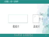 1.2.2植物细胞课件--2024-2025学年人教版（2024）生物七年级上册