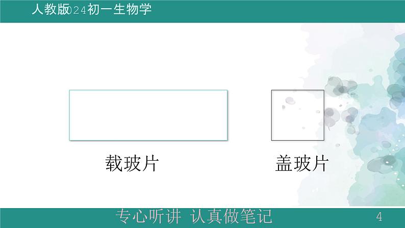 1.2.2植物细胞课件--2024-2025学年人教版（2024）生物七年级上册第4页