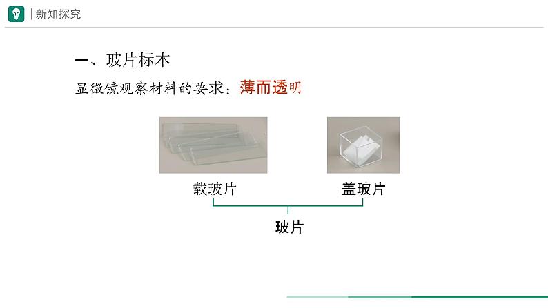 1.2.2 植物细胞 （第1课时）课件--2024-2025学年人教版（2024）生物七年级上册03