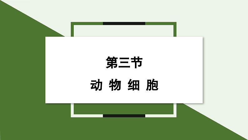 1.2.3 动物细胞 课件 2024-2025学年人教版（2024）生物七年级上册第1页