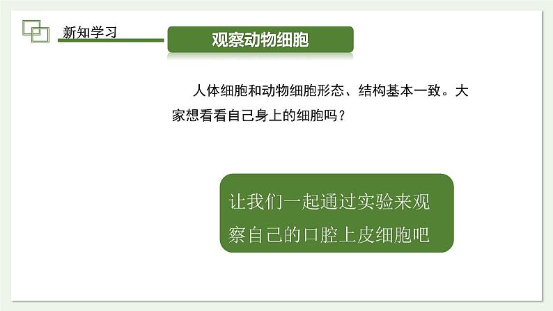 1.2.3 动物细胞 课件 2024-2025学年人教版（2024）生物七年级上册第4页