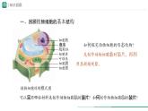 1.2.3 动物细胞课件--2024-2025学年人教版（2024）生物七年级上册