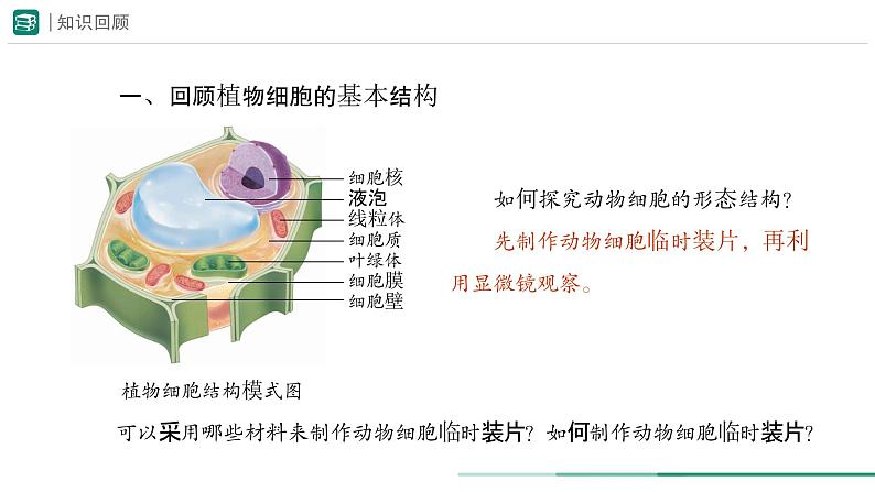 1.2.3 动物细胞课件--2024-2025学年人教版（2024）生物七年级上册第2页