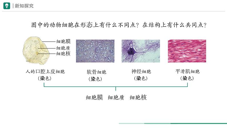 1.2.3 动物细胞课件--2024-2025学年人教版（2024）生物七年级上册第8页