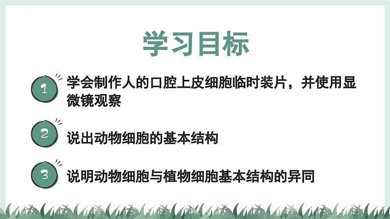 1.2.3动物细胞课件   2024-2025学年人教版（2024）生物七年级上册02